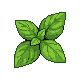 Basil Leaves