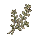 Oregano